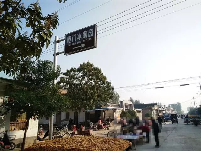 如何找到云臺冰菊？怎樣找到云臺冰菊？